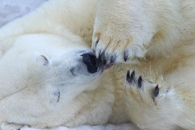 Śmieszny śpiący niedźwiedź polarny blisko