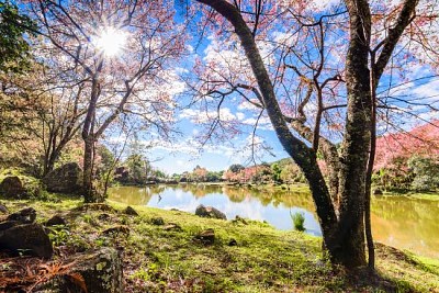 Landscape of Cherry blossom, Chiang Mai, Thailand jigsaw puzzle