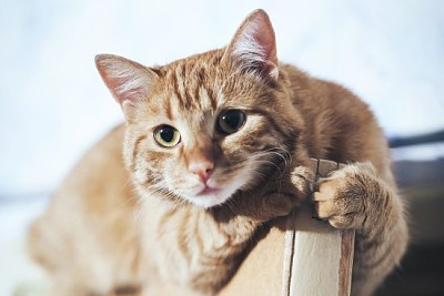 Chat gingembre en haut de la porte à la maison