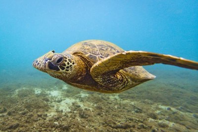 Tortuga Verde de Hawaii