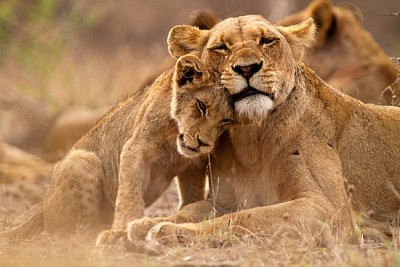 南アフリカのクルーガー国立公園の雌ライオンとカブ
