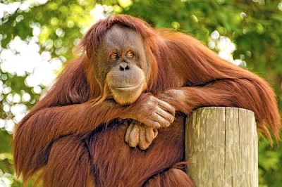 Der Beobachter. Ein Orang-Utan, der die Welt beobachtet