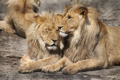 Familia de Leones