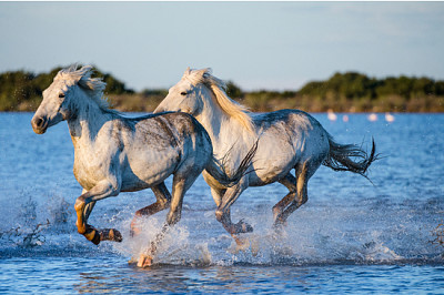 Cavalos camargue brancos correndo ao longo da água