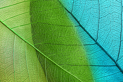 Textura de folhas macro