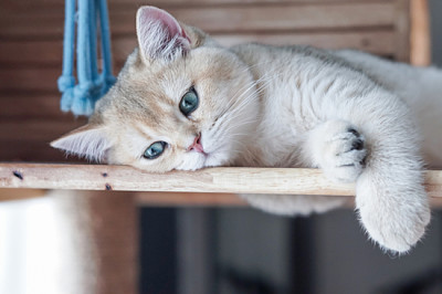 Gato británico de pelo corto