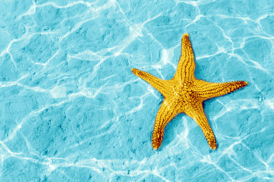 Estrella de mar en agua azul