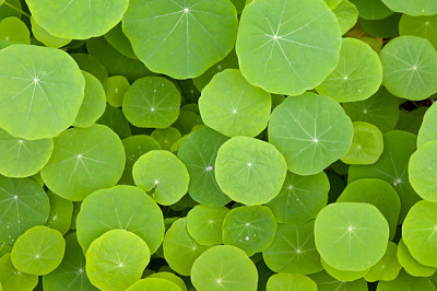 Green leaves background - The round shape jigsaw puzzle