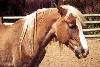 Vacker brun häst med vit pil och man