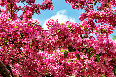 Fundo de flores