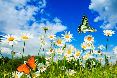 hermosas mariposas diferentes revolotean en un brillo