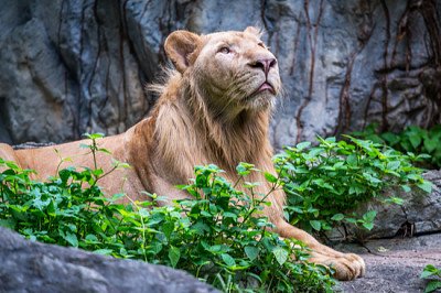 Lion blanc couché