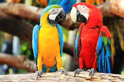 Colorful couple macaws sitting on log.
