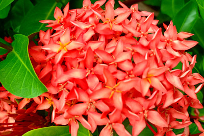 Red flower with beauty texture