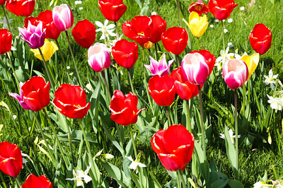 Muitas tulipas vermelhas, rosa e amarelas em campo de jardim verde