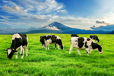 פרות אוכלות דשא שופע בשדה הירוק מלפנים