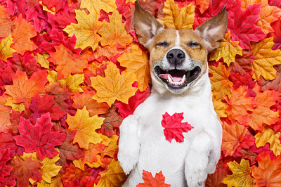 Jack russell dog , lying on the ground full of fal jigsaw puzzle