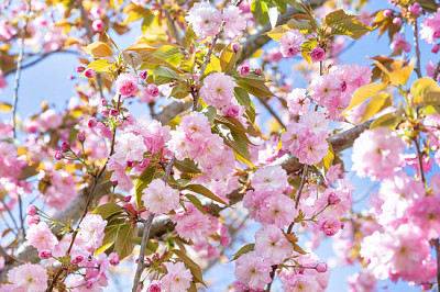 Fioritura ramoscello di mandorlo in primavera