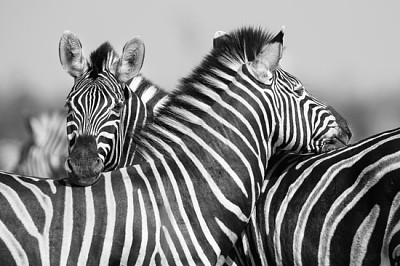 Zebra herd in a black and white photo with heads t