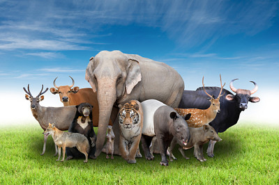 קבוצה של חיות אסיה עם דשא ירוק טרי וב