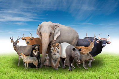 groupe d'animaux asie avec de l'herbe verte fraîche et b