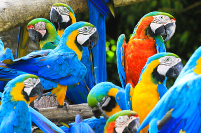 Parrots is colorful bird
