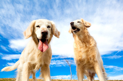 Ritratti di animali domestici felici all'aperto.Cani divertenti.Oro