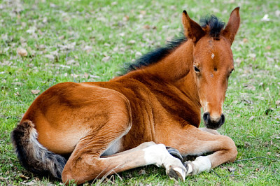 Foal jigsaw puzzle