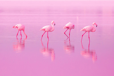 Fåglar Rosa Flamingos promenad på sjön vid Rosa