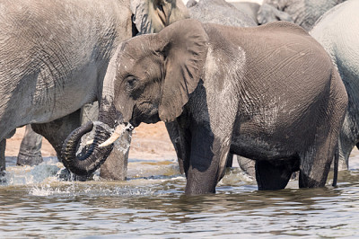 博茨瓦納喬貝NP中的大象