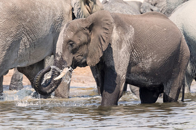 Elefant i Chobe NP, Botswana