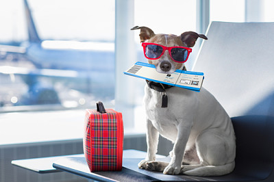 Vacaciones vacaciones perro jack russell esperando en airpo