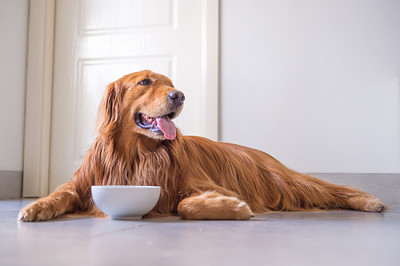 El Golden Retriever comiendo