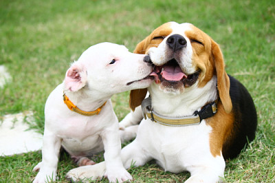 Beagle und Jack Russell