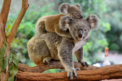 Mãe coala com bebê nas costas, sobre eucalipto