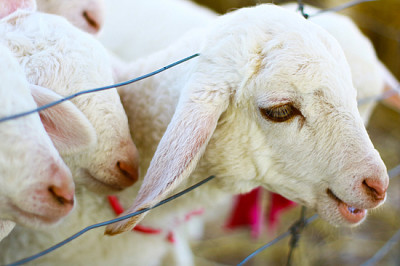 Moutons dans la nature