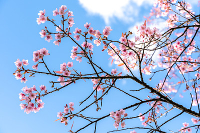 Kirschblüte gegen blauen Himmel und weiße Wolken