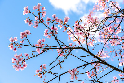 Körsbärsblomning mot blå himmel och vita moln