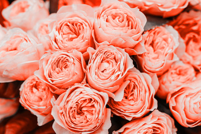 美麗的生活珊瑚玫瑰鮮花花束關閉