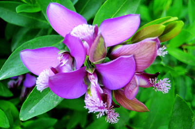 Fond de macro belle petite fleur sauvage