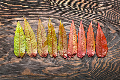 Gamma di foglie autunnali colorate su backgrou in legno