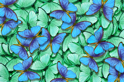 Gröna och blåa fjärilar morpho textur backgrou