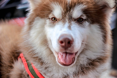 Mascota Perro Cáscara Siberiana