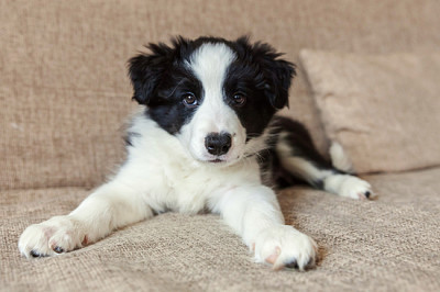 Funny portrait of cute smilling puppy dog border c