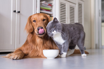 Chats British Shorthair et Golden Retriever