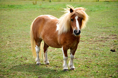 Miniature Pony in Field jigsaw puzzle