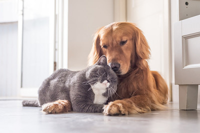 Gato britânico e Golden Retriever