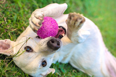 Biały pies bawiący się piłką w trawie