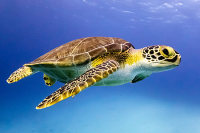 Jovem tartaruga de pente navegando em Nassau!