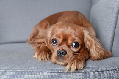 鼻に小さな赤いハートのかわいい犬